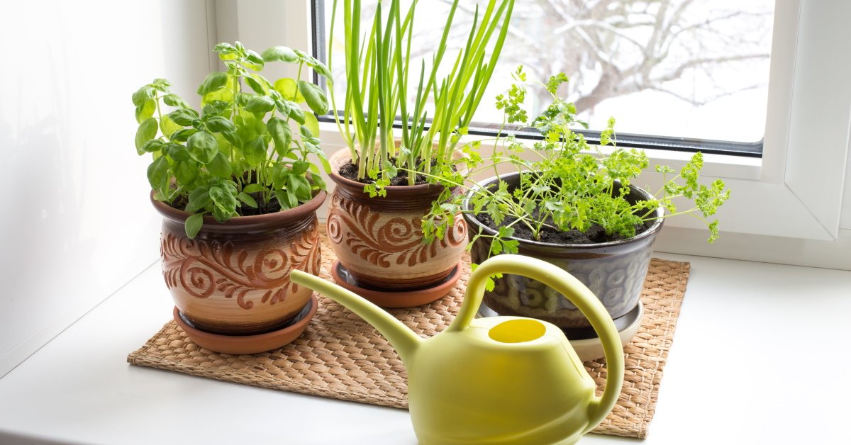 Как вырастить зелень на подоконнике в квартире: лук, петрушка, базилик, мята и мелисса